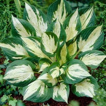 Хоста Hosta ‘Revolution’